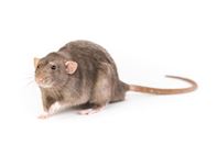 Ratten bestrijden ratten bestrijden